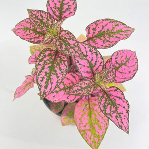 Pink Polka Dot Plant Hypoestes Phyllostachya image 4