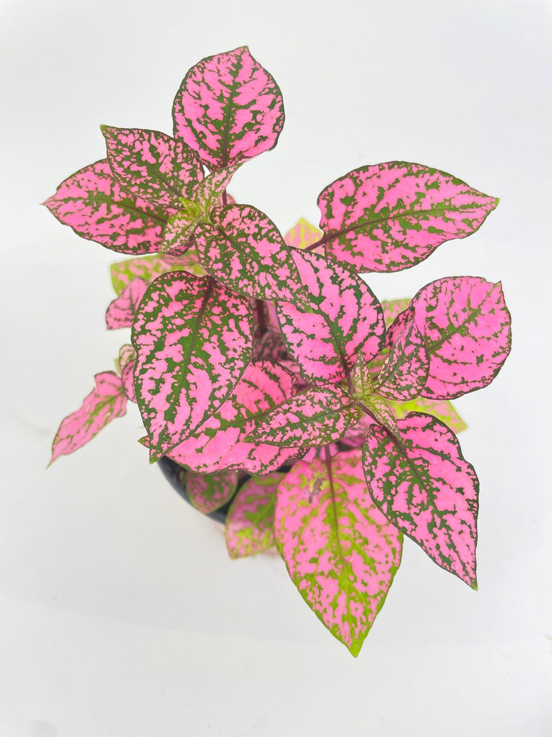 Pink Polka Dot Plant Hypoestes Phyllostachya image 4