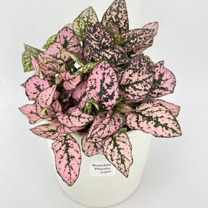 Pink Polka Dot Plant Hypoestes Phyllostachya image 8