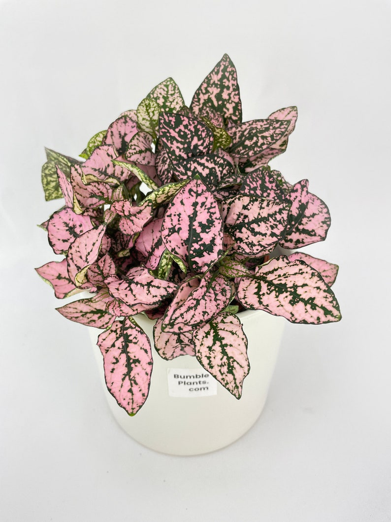 Pink Polka Dot Plant Hypoestes Phyllostachya image 8