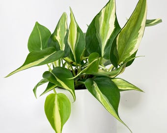 Philodendron Hederaceum Silver Stripe