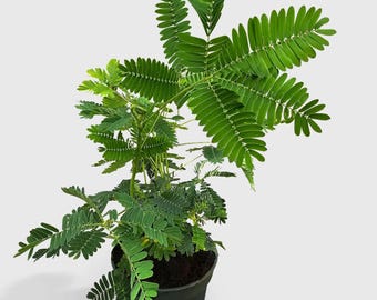 Mimosa Pudica Shame Sensitive Plant - Mature Live Houseplant (Not Starter) US Seller - Easy Low Maintenance Healthy