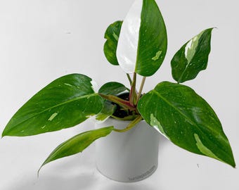 Philodendron White Princess