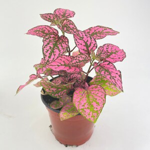 Pink Polka Dot Plant Hypoestes Phyllostachya image 7