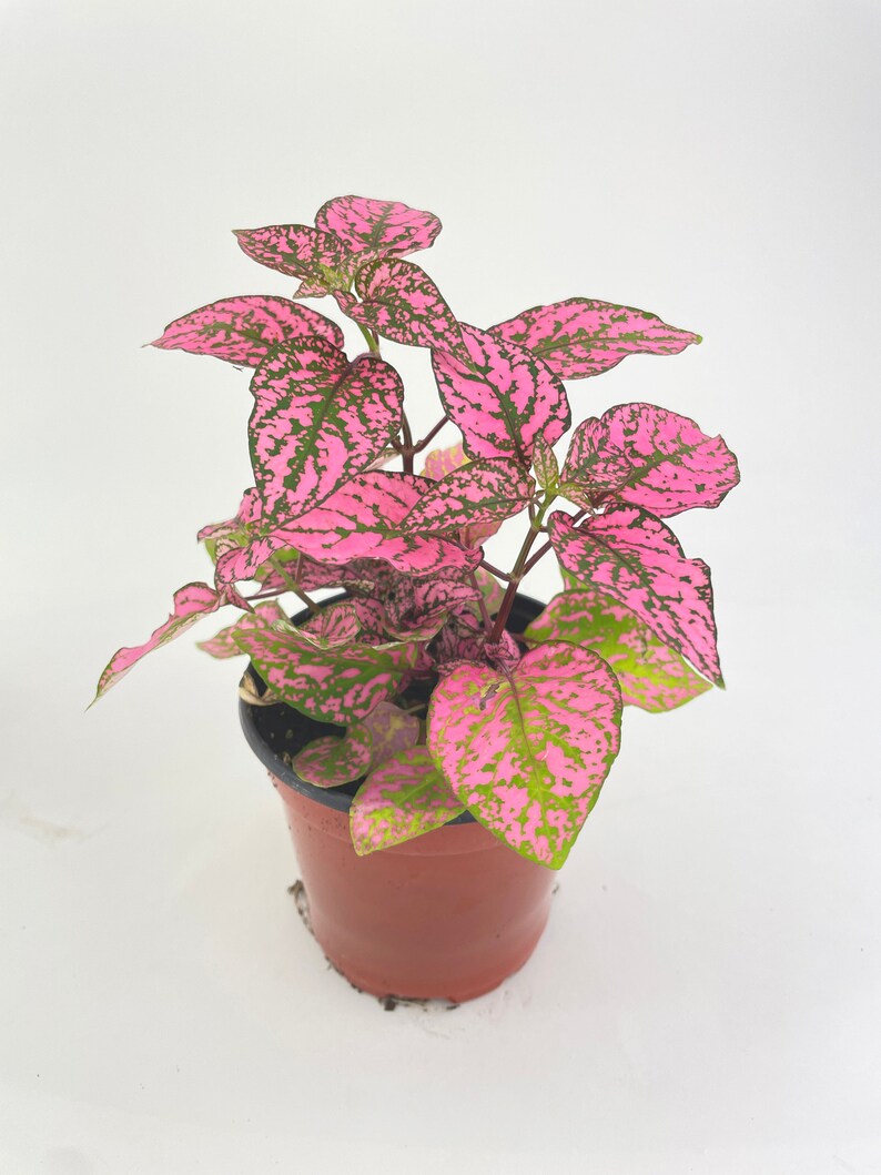 Pink Polka Dot Plant Hypoestes Phyllostachya image 7