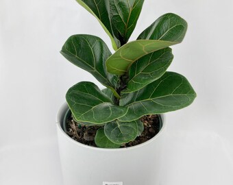 Fiddle Leaf Fig Ficus Lyrata