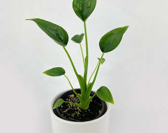 May include: A potted houseplant with vibrant green leaves. The plant is in a white ceramic pot with a sticker that reads "Bumble Plants. com". The plant has several large, heart-shaped leaves and smaller leaves.