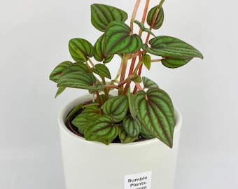Peperomia Piccolo Banda