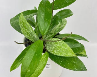 Hoya Pubicalyx Splash