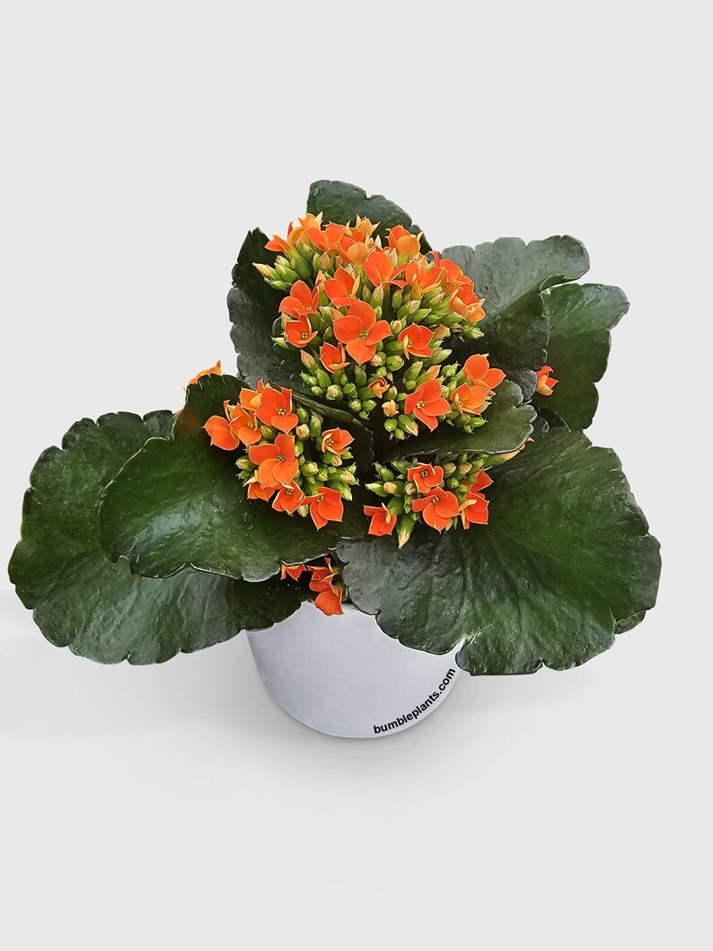Bumble Plants Kalanchoe Plant - Thumbnail 3