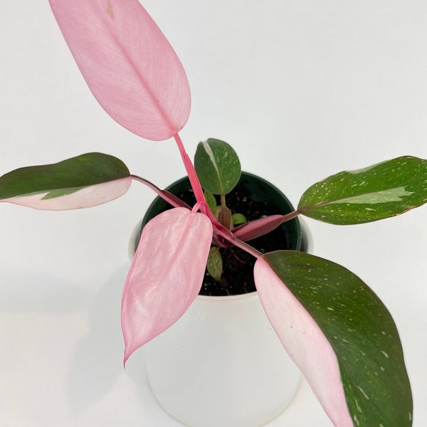 Philodendron Pink Princess Full Plant (US Seller, NOT Starter Plant, Rare Super Pink, Half Moon, All Pink, High Variegation)