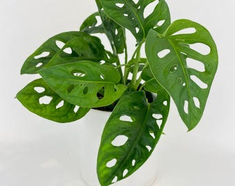 Monstera Adansonii Swiss Cheese Vine Plant