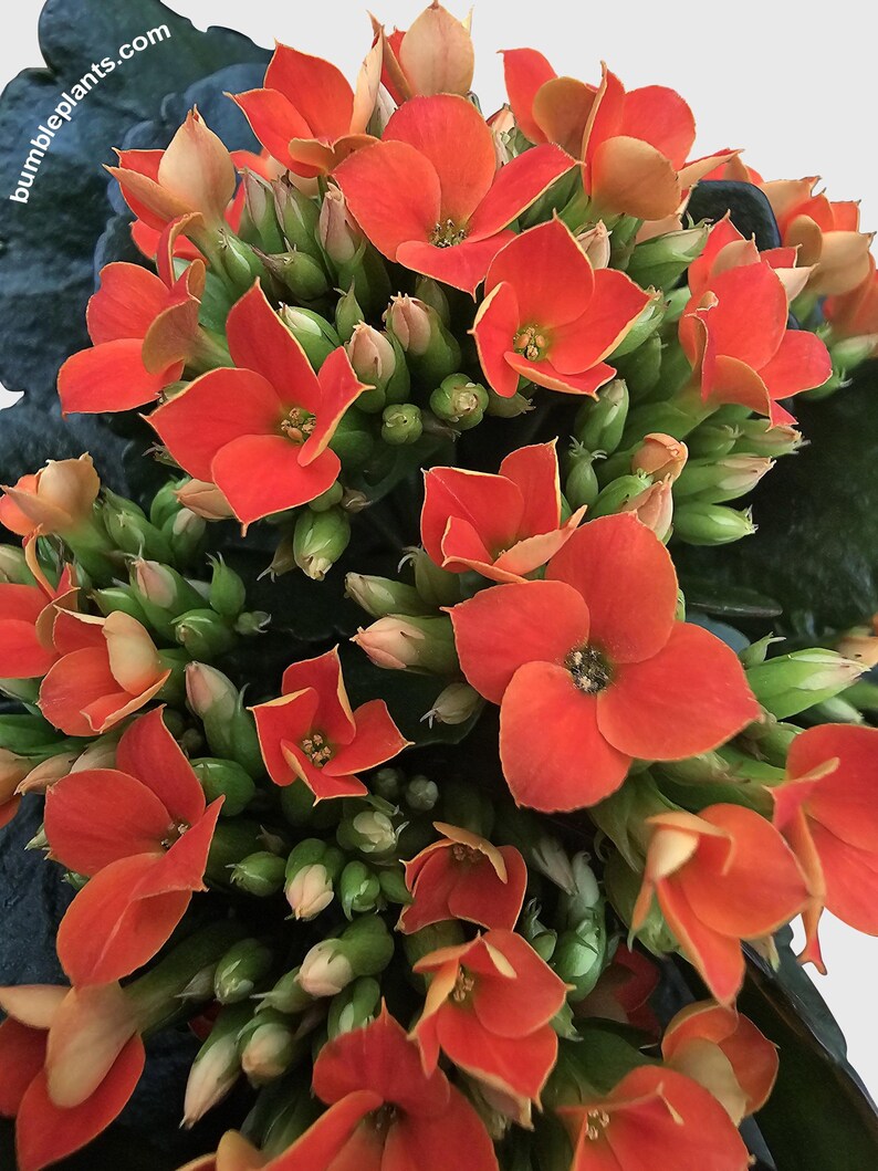 Bumble Plants Kalanchoe Plant - Thumbnail 4