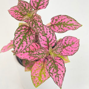 Pink Polka Dot Plant Hypoestes Phyllostachya image 2