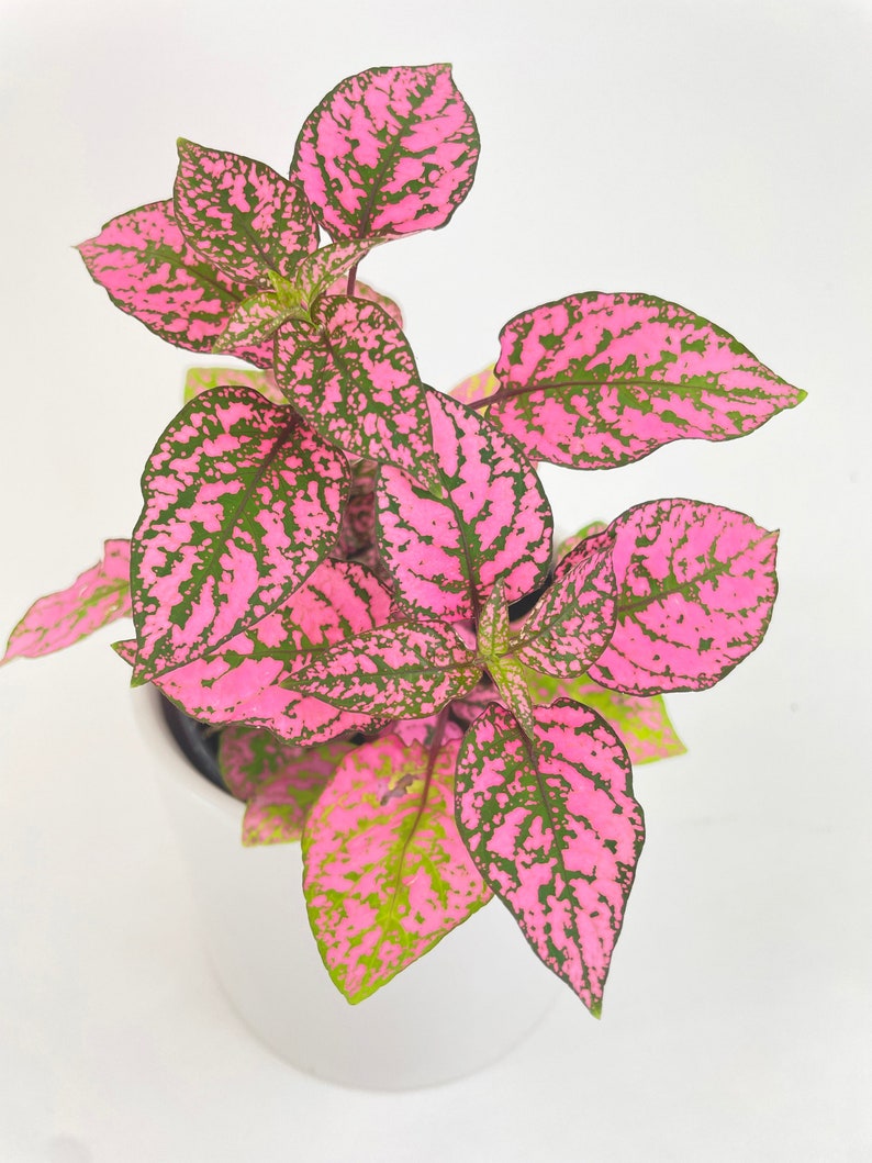 Pink Polka Dot Plant Hypoestes Phyllostachya image 2