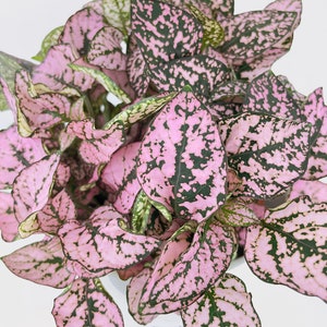 Pink Polka Dot Plant Hypoestes Phyllostachya image 3