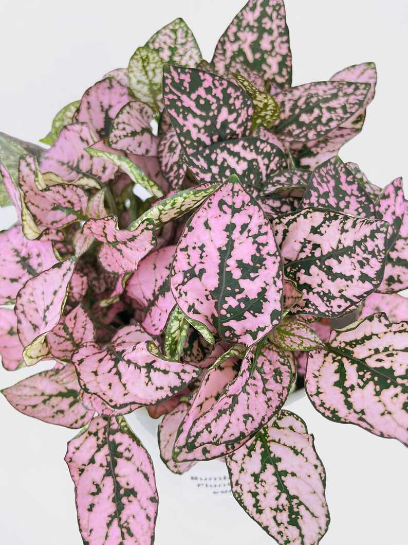 Pink Polka Dot Plant Hypoestes Phyllostachya image 3