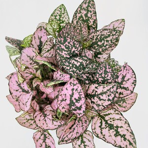 Pink Polka Dot Plant Hypoestes Phyllostachya image 5