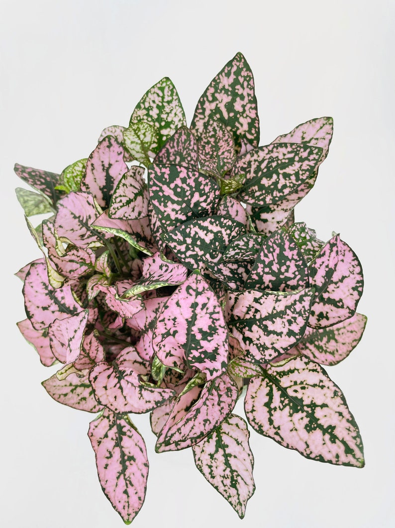 Pink Polka Dot Plant Hypoestes Phyllostachya image 5