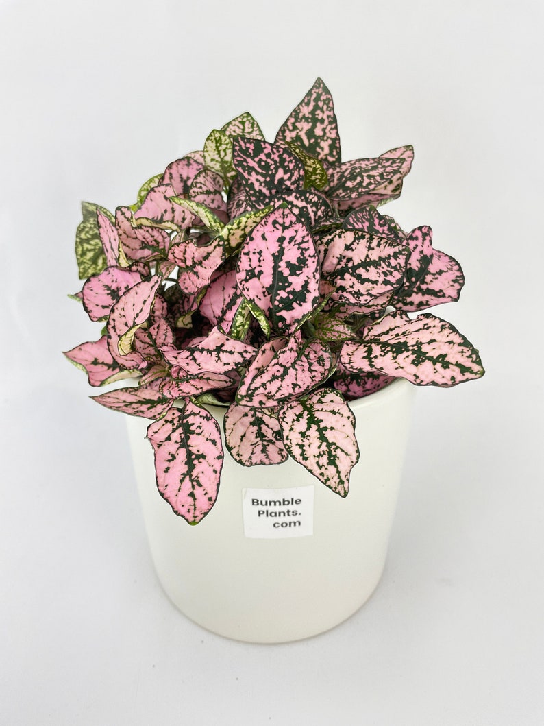 Pink Polka Dot Plant Hypoestes Phyllostachya image 1