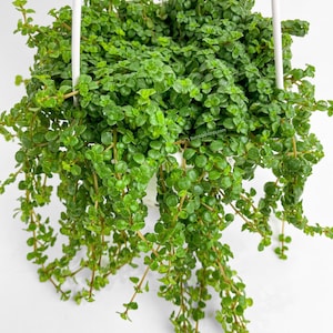 Pilea Depressa &#39;Baby Tears&#39;