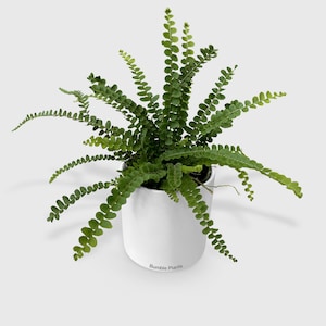 Fern &#39;Lemon Button&#39;
