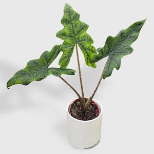 Alocasia Jacklyn