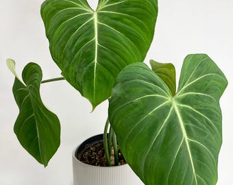 May include: A potted Philodendron gloriosum plant with large, heart-shaped, green leaves featuring prominent white veins. The plant is in a white, ribbed ceramic pot, set against a white background. The leaves have a velvety texture.