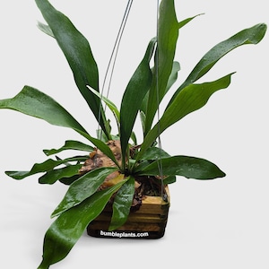 Platycerium Bifurcatum Staghorn Fern