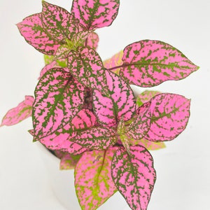 Pink Polka Dot Plant Hypoestes Phyllostachya image 6