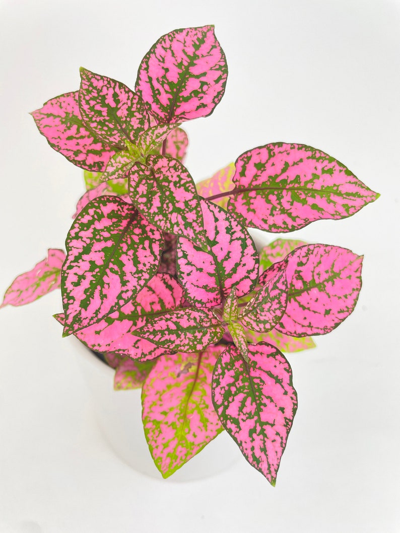 Pink Polka Dot Plant Hypoestes Phyllostachya image 6