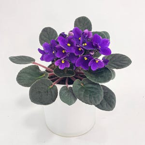 African Violet Saintpaulia