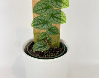 Monstera Dubia Shingle Plant: Rare Heart-Shaped Foliage