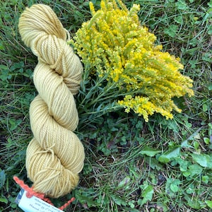 Worsted Twill wool hand-dyed with Goldenrod (exhaust)