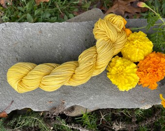 Sport weight cotton yarn dyed with fresh marigolds