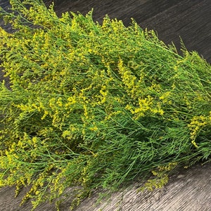 Preserved Green & Yellow Caspia: Rustic Dried Flower Arrangement