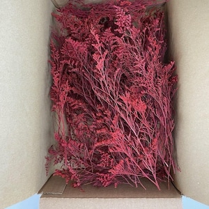 Red Preserved Caspia Stems: Rustic Christmas Decor, DIY Crafts