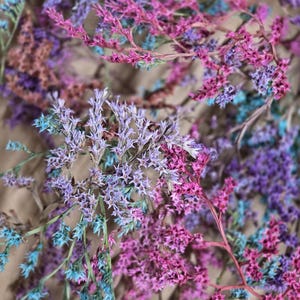 Dried German Statice Stems: Vibrant Mixed Colors, Floral Craft Filler