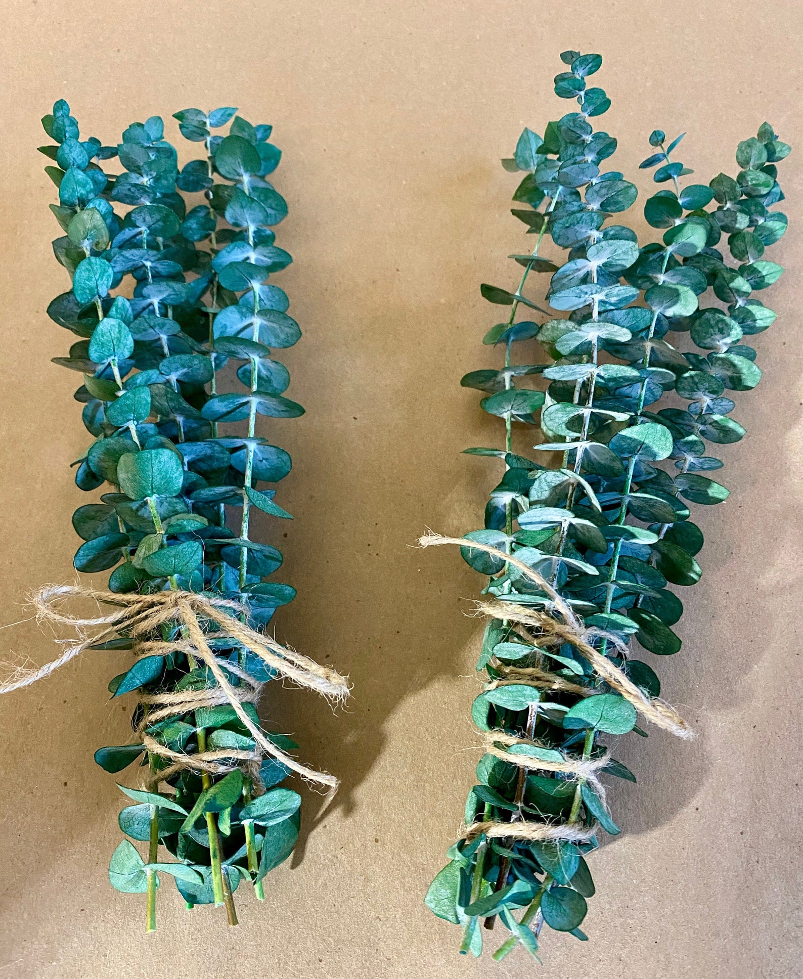 Dried Preserved Eucalyptus Stems Mini Eucalyptus Bundle Etsy