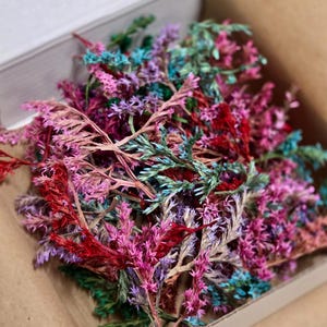 Dried German Statice Pieces: Colorful Floral Embellishments