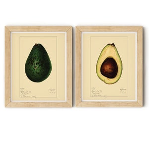 Avocado Print Set: Antique Style Kitchen Art, Boho Home Decor