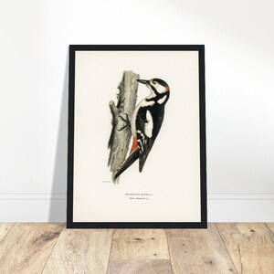 Great spotted woodpecker-male (Dryobates major) illustrated by the von Wright brothers