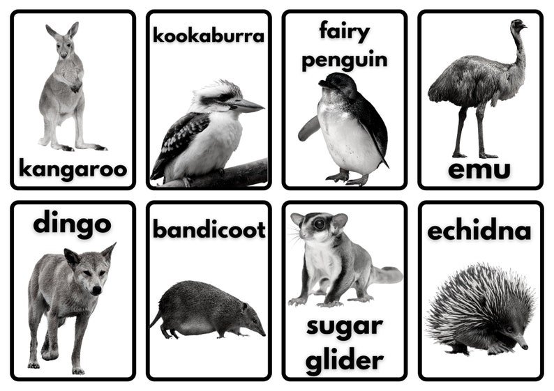 Australian Animals Printable Flashcards Etsy Australia