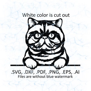 Exotic Shorthair cat svg vector, Exotic Shorthair cat peeking logo, pdf, dxf, ai, eps, png files