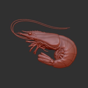 May include: A detailed 3D model of a shrimp, rendered in a reddish-brown color. The shrimp is curled in a natural pose, with its legs and antennae visible.