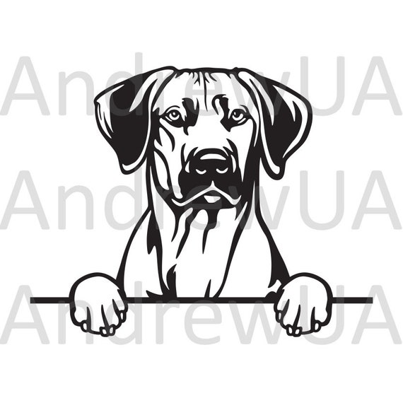 Rhodesian Ridgeback Vector Svg File Rhodesian Ridgeback Dxf Etsy 