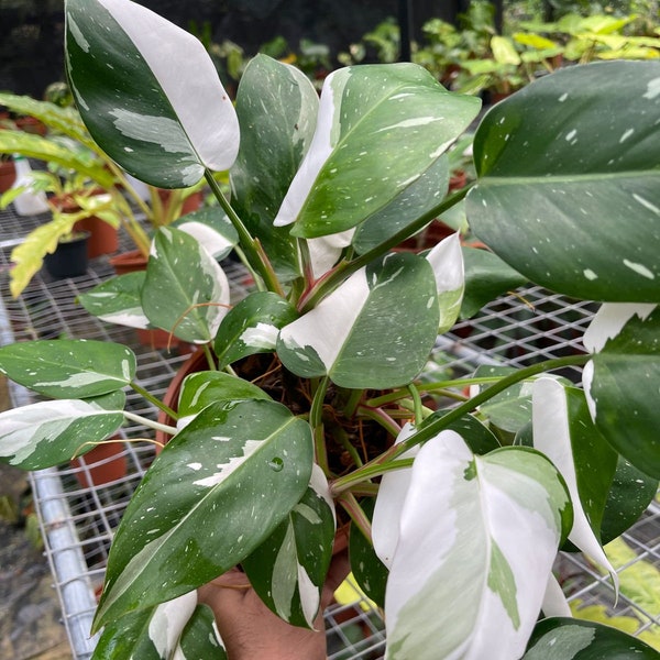 5 Plant) Philodendron White Princess