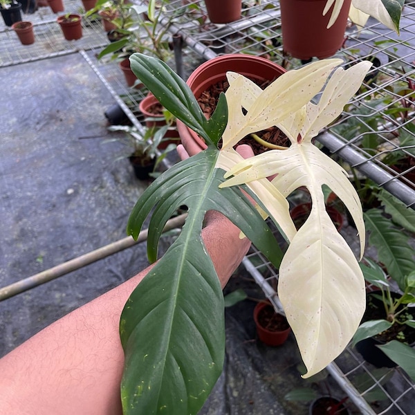 Philodendron Florida Beauty Pianta esatta variegata nelle immagini.