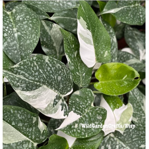 2 Plants' Philodendron White Princess