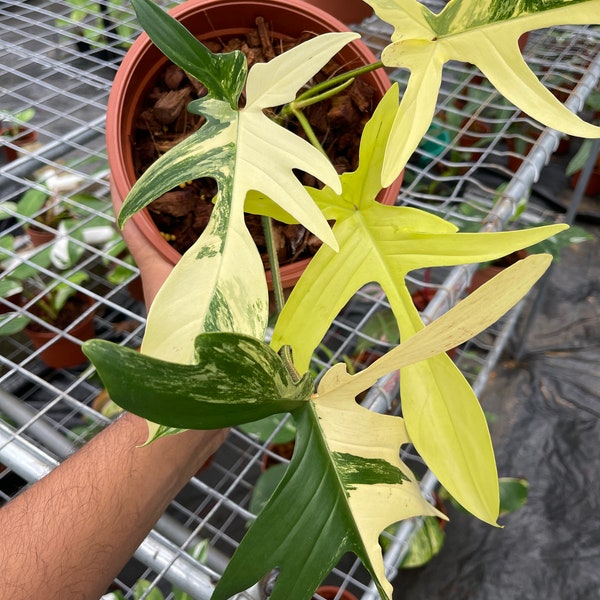 Philodendron Florida Beauty Pianta esatta variegata nelle immagini.